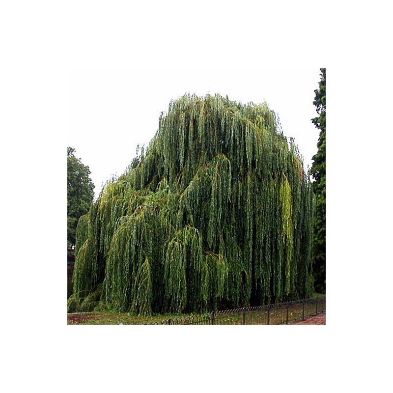 

Planta Sauce Llorón. Salix Babilonica. Altura Arbol 120/150 Cm