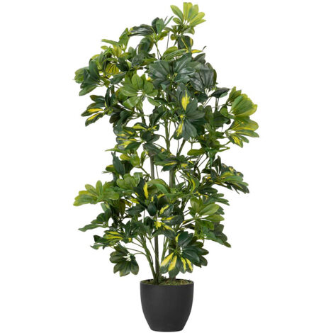 Planta Schefflera Arboricola 50X50X95 Cm