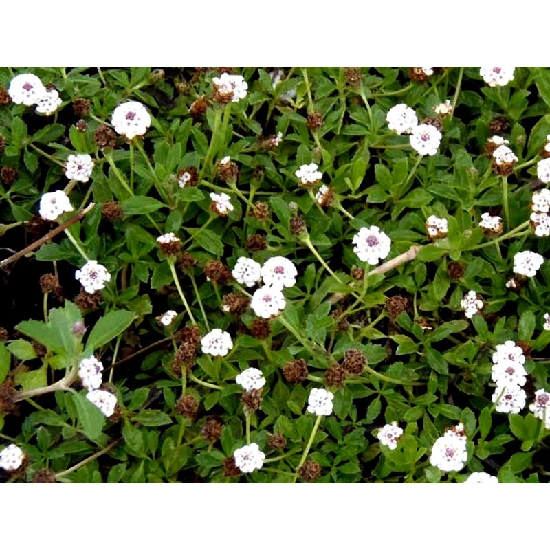 

Planta Tapizante de Lippia Nodiflora. se Adhiere al Suelo y Forma Alfombras