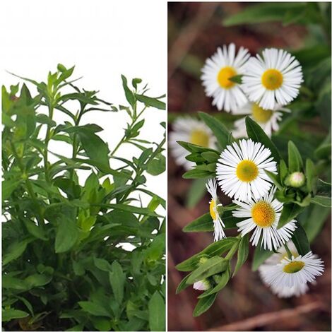 Planta Tapizante Erigeron de Peque�as Flores