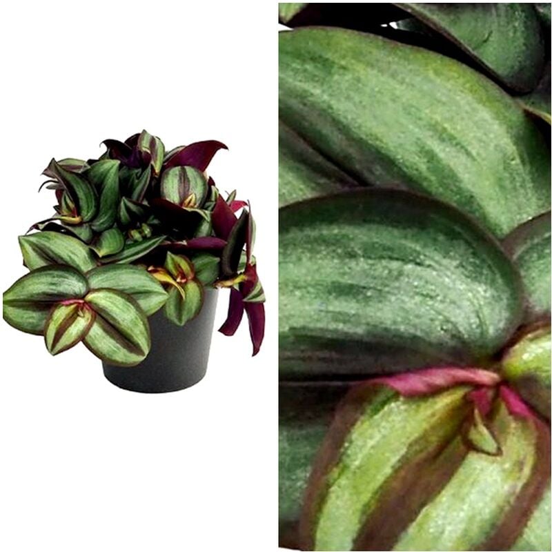 Planta Natural Tradescantia Llamada Amor de Hombre