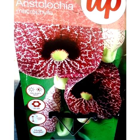 Planta Trepadora de Aristolochia Macrophila Durior. 25 - 30 Cm