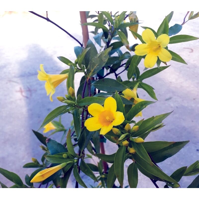 Planta Trepadora Jazmin Amarillo de California. Gelsenium Sempervirens