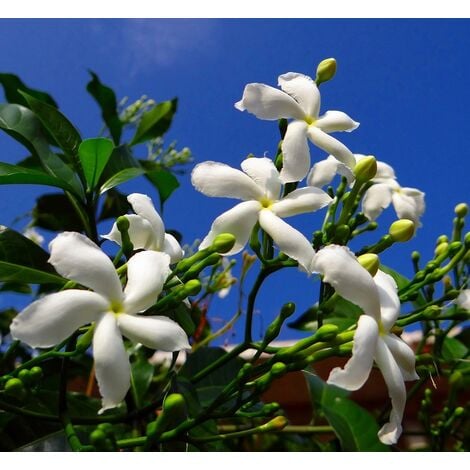 Planta Trepadora Jazmin Grandiflorum. Flores Blancas Muy Perfumadas. 80 - 100 Cm