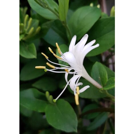 Planta Trepadora Madreselva. Lonicera Japonica Halliana Blanca.