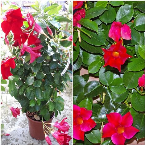 Planta Trepadora. Mandevilla O Diplademia. 60 - 70 Cm