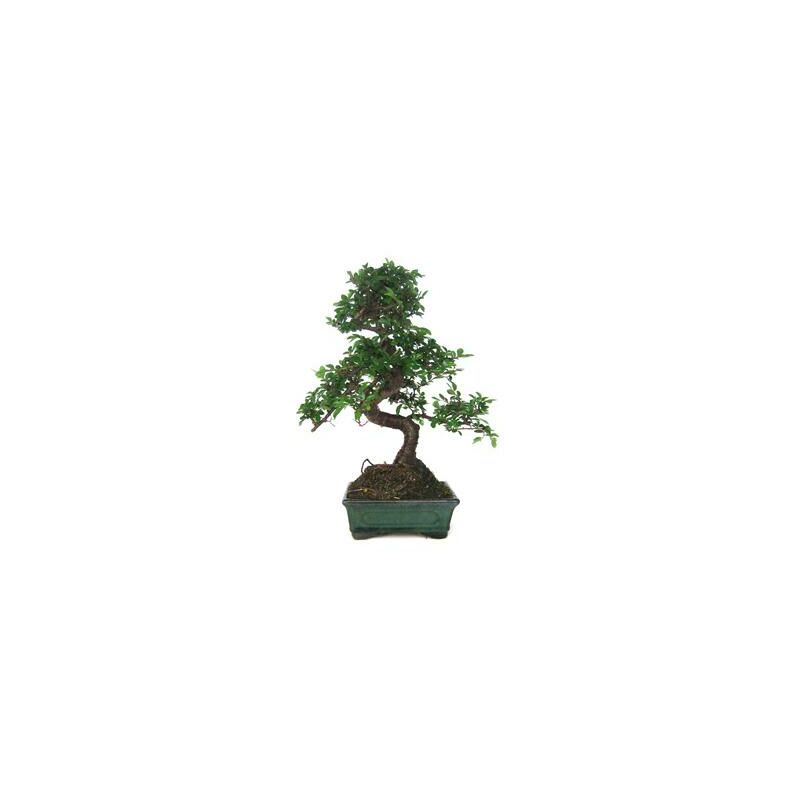 

Planeta Huerto Bonsái - Bonsái Zelkova parvifolia 6 años OLMO CHINO