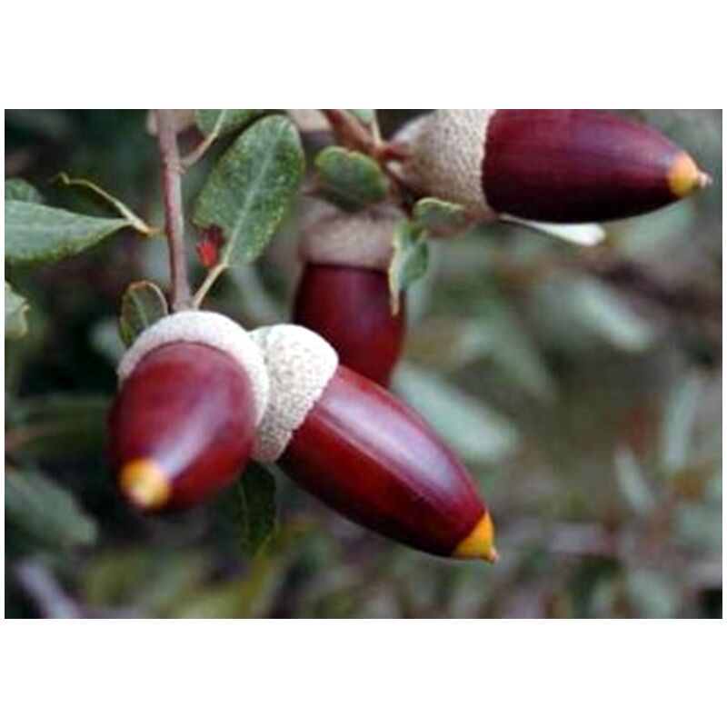 

Plantas de Quercus Ilex, Carrasca, Encina. 50 - 60 Cm