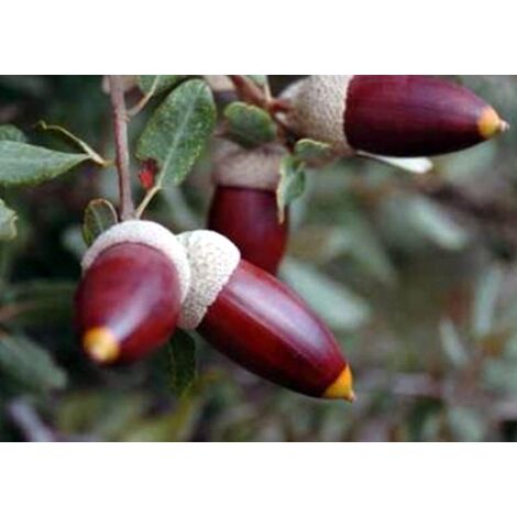 Plantas de Quercus Ilex, Carrasca, Encina de bellotas. 10 - 20 cm