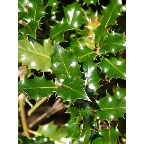 Plantas de Quercus Ilex, Carrasca, Encina de bellotas. 40 - 50 cm