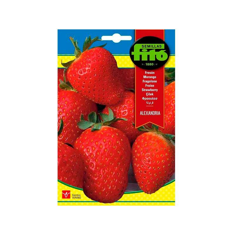 

Plantawa Semillas de Fresa Alexandria para Siembra Primavera Fruta para Cultivar - Fitó