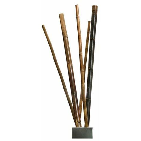 Plantawa Tutores de Bambú Decorativos Anchos 180 cm (Unidad) Tutores para Plantas Interior
