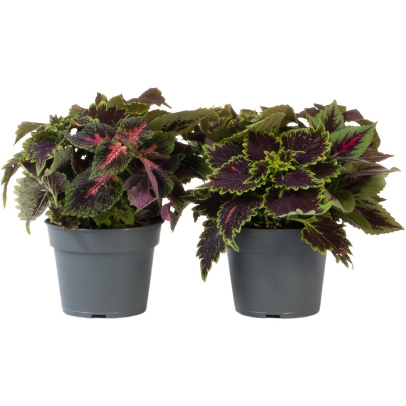 Plante à feuillage - Lot de 2 - Coleus scutellarioides - Hauteur 25-35cm - ⌀17cm