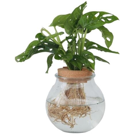 Plante à trous - Monstera adansonii 'Monkey Mask' - Hauteur 25-35cm - ⌀20cm