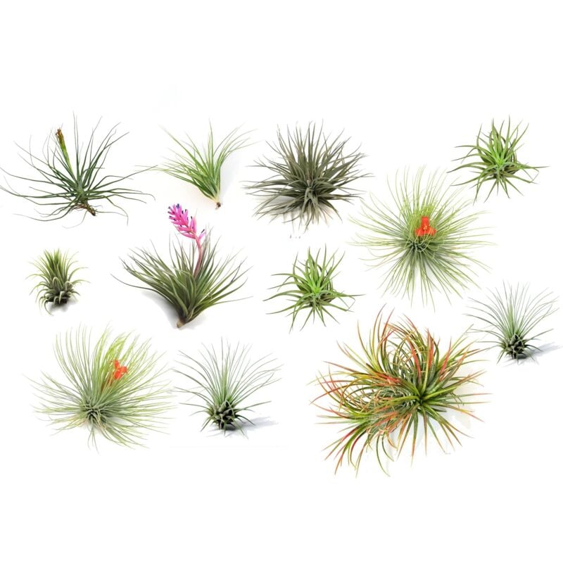 Plant In A Box - Plante aérienne - Set de 12 - Tillandsia - Hauteur 5-15cm - ⌀5cm