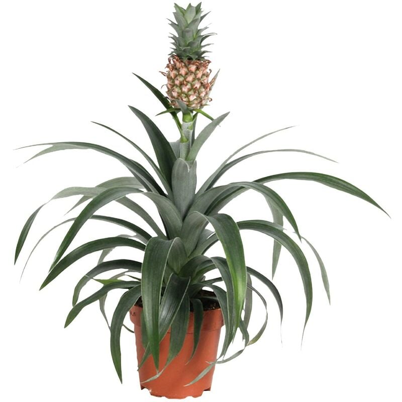 Plant In A Box - Plante ananas 'Mi Amigo' - plante anti-ronflement - ⌀ 12cm - Hauteur 35-45cm - Jaune