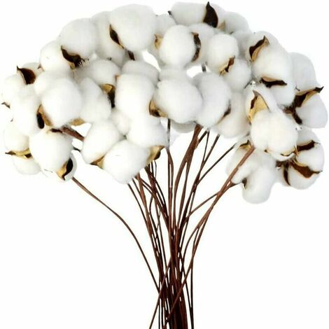 LITZEE Branche de coton Tige naturelle Ferme Fleurs séchées Branches de  coton Plante de coton Fleurs séchées artificielles (20 pièces)