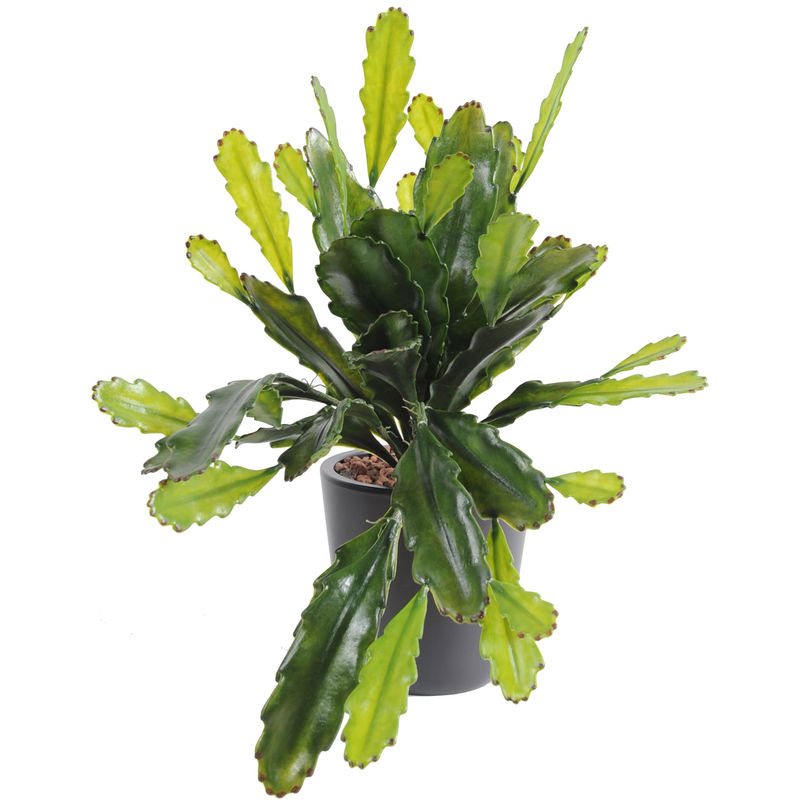 Plante artificielle haute gamme Spécial extérieur / Epiphyllum artificiel - Dim : 50 x 25 cm Pegane