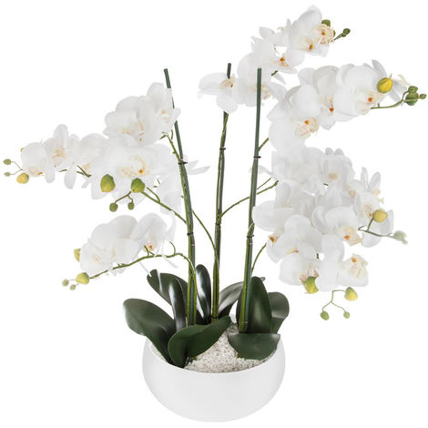 Orchidée naturelle