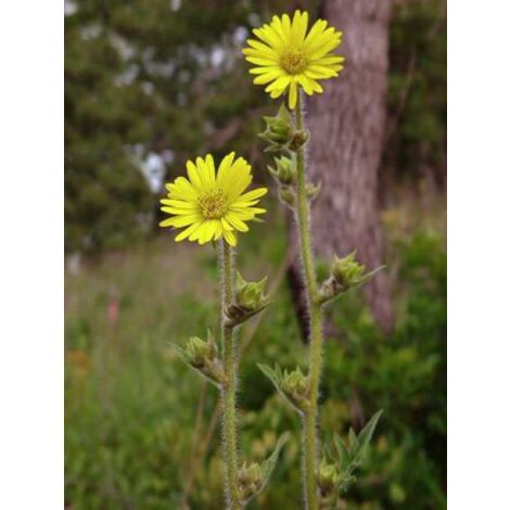 Plante boussole Godet de 8/9 cm