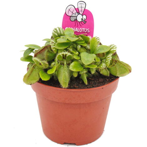 Plante carnivore - Jarre naine - Cephalotus follicularis - Plante XXL en pot de 12cm - Rareté