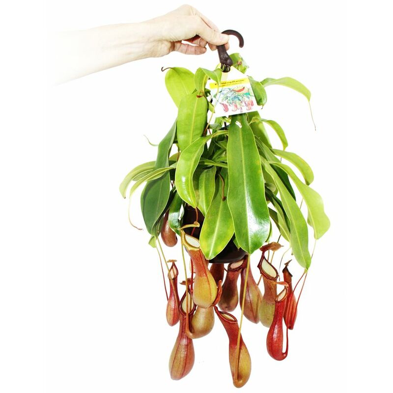 Exotenherz - Plante carnivore - Nepenthes alata Pot de 14 cm pour feux de circulation