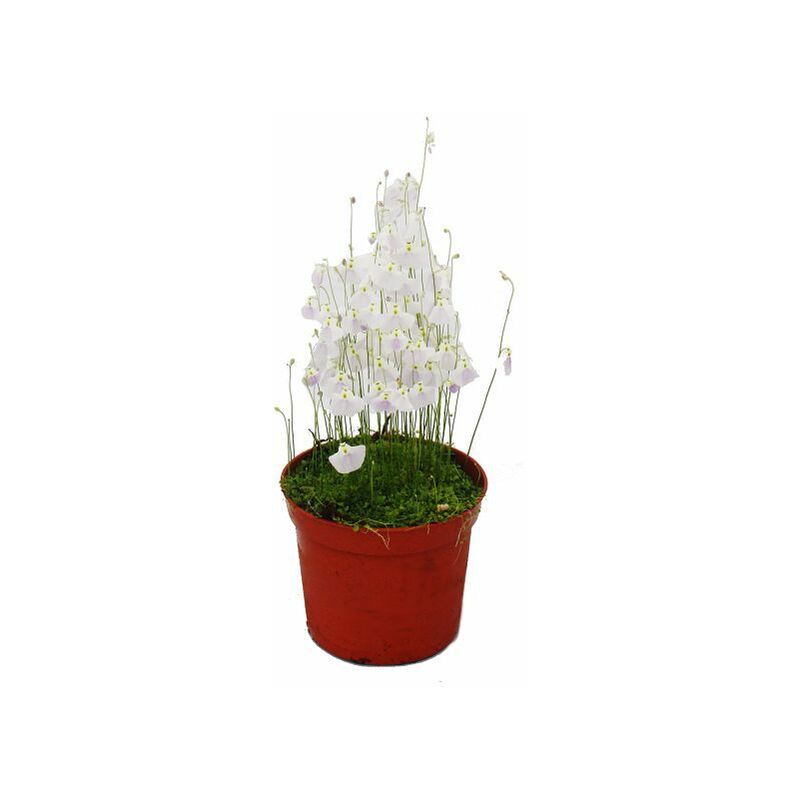 Exotenherz - Plante carnivore - Tuyau d'eau - Utricularia livida - Pot de 9cm - Rareté