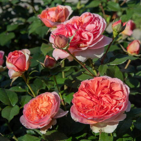 Plante Chippendale Rose, photos réelles