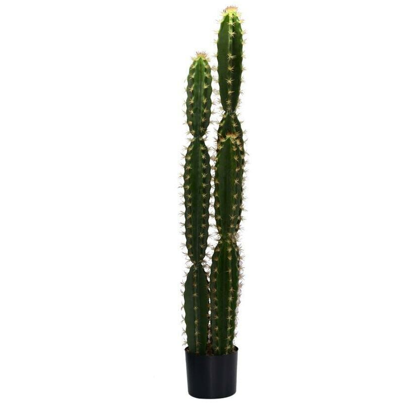 Plante de cactus avec pot rond