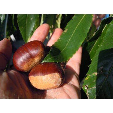 VIVAIO GARDEN FOREST Plante de châtaignier greffée Bouche De Betizac Photos réelles