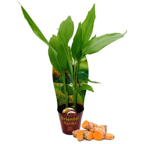 Plante de curcuma - Curcuma longa - curcuma - racine de safran - pot 12cm