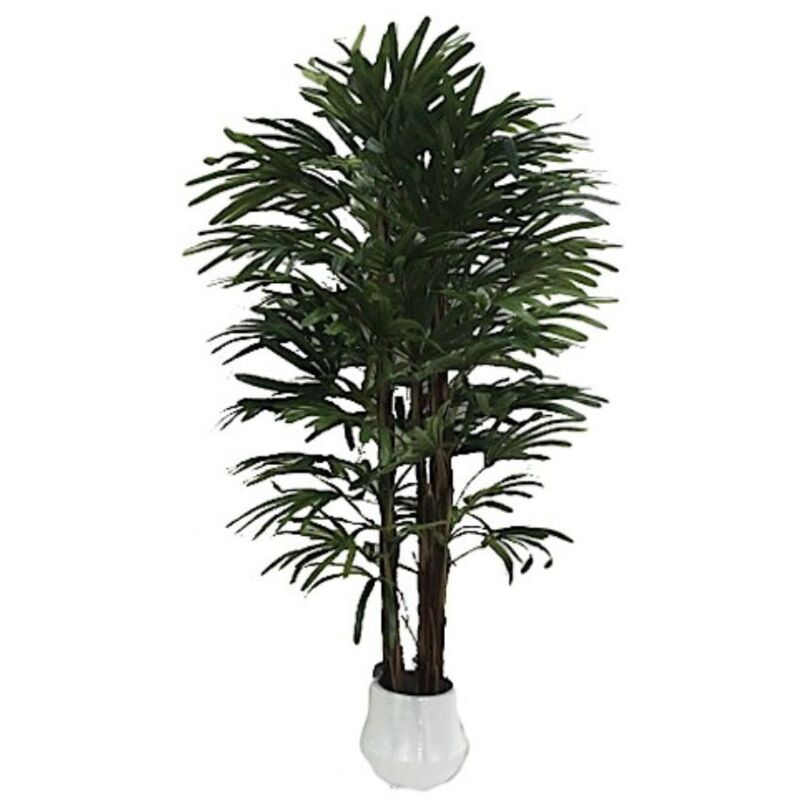 Plante de palmier nain 140 cm avec pot