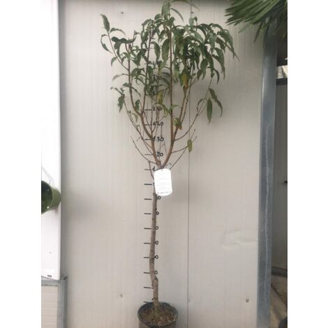 Plante de pêche Platicarpa Pot de 24cm