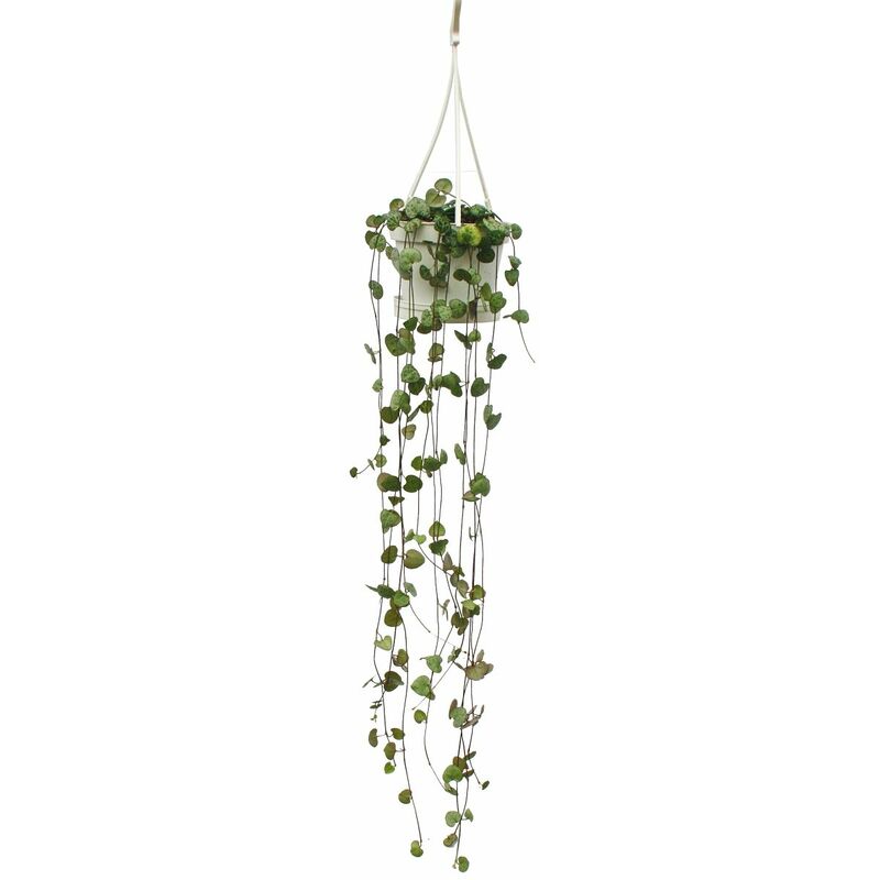 Plante d'intérieur à suspendre - Ceropegia woodii - Fleur de candélabre - feu tricolore 10cm