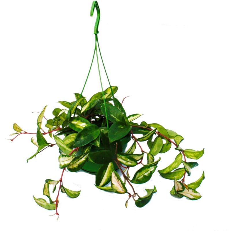 Exotenherz - Plante d'intérieur à suspendre - Hoya carnosa rubra - Fleur en porcelaine - Fleur de cire 14cm feu tricolore
