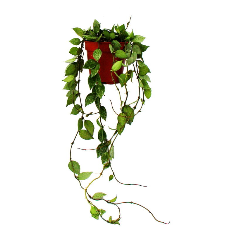 Plante d'intérieur à suspendre - Hoya carnosa tricolor - fleur en porcelaine - fleur en cire 12cm