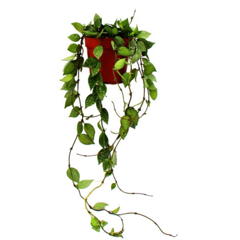Plante d'intérieur à suspendre - Hoya krohniana Eskimo - fleur en porcelaine - fleur en cire 12cm
