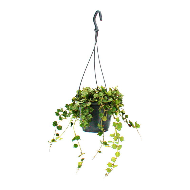 Plante d'intérieur à suspendre - Hoya curtisii - Fleur de cire 14cm suspension