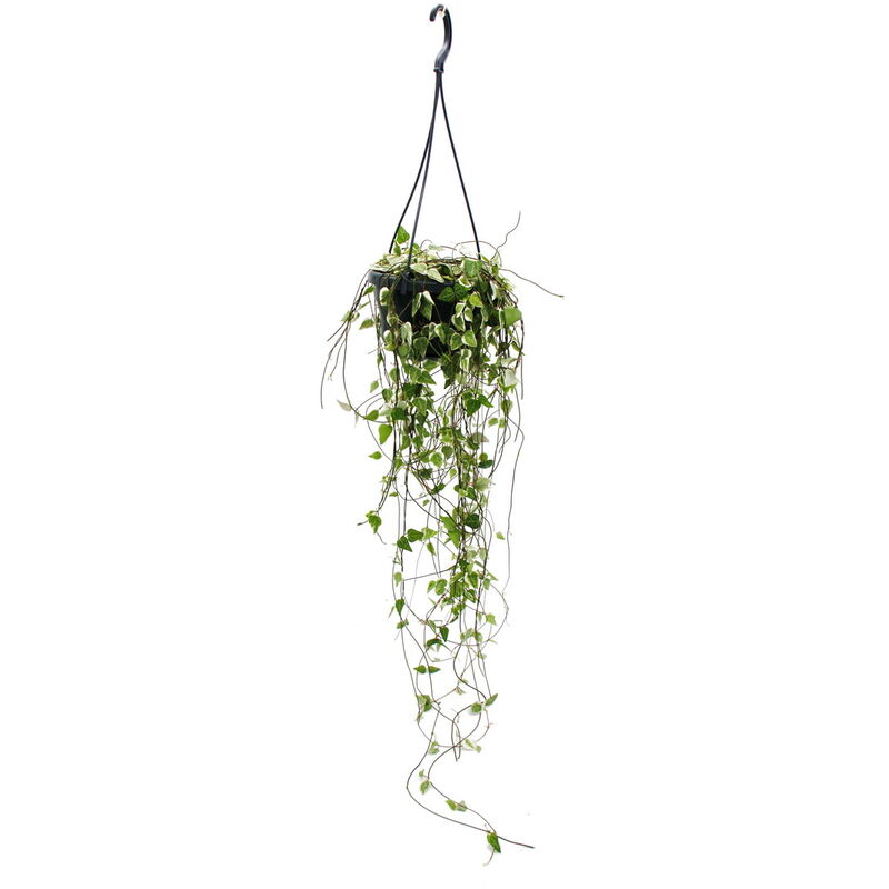 Plante d'intérieur à suspendre - Ceropegia linearis Merel - fleur chandelier - feu tricolore 14cm