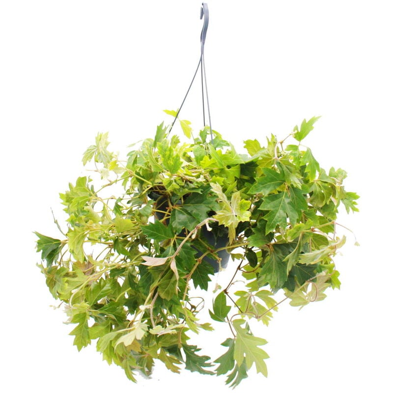 Plante d'intérieur à suspendre - Königswein - Cissus rhombifolia Ellen Danica - Pot suspendu 19cm