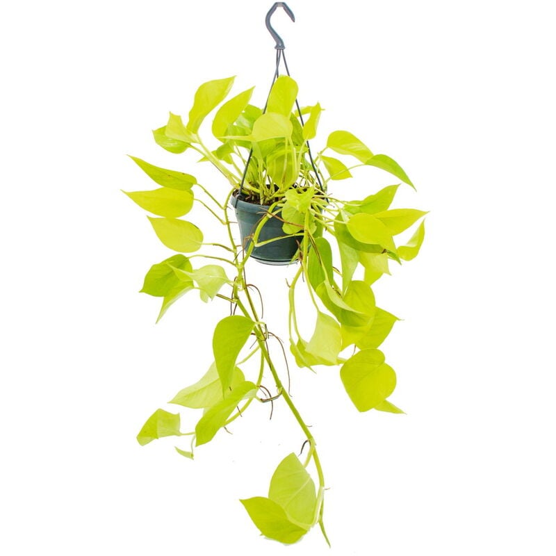 Plante d'intérieur à suspendre - Lierre lumineux - Epipremnum Golden Pothos - Scindapsus - Pot suspendu 14cm