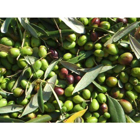 VIVAIO GARDEN FOREST Plante d'olivier Coratina