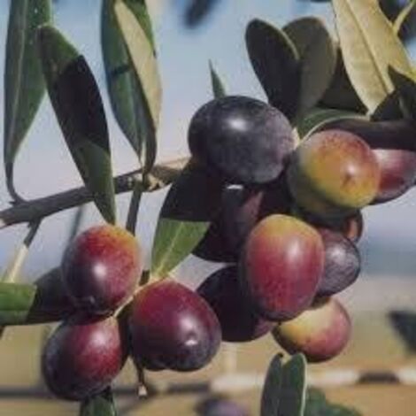 VIVAIO GARDEN FOREST Plante d'olivier Leccino