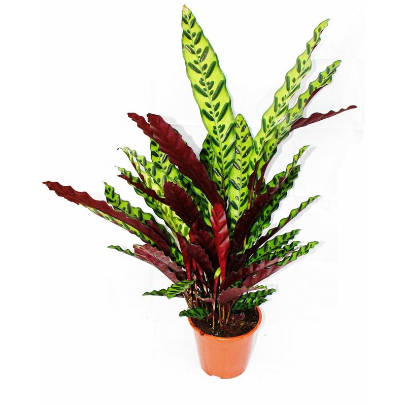 Plante d'ombrage à motif de feuilles inhabituel - Calathea lancifolia - pot de 17cm - hauteur env. 60-70cm