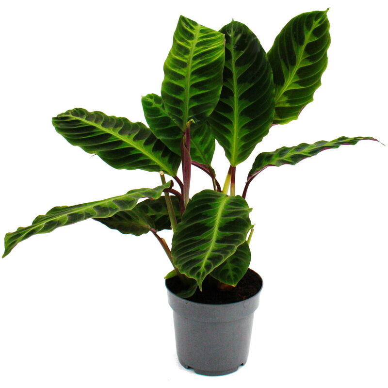 Exotenherz - Plante d'ombrage aux feuilles veloutées et grand dessin - Calathea warscewiczii - Velvet marante - Panier marante - pot de 14cm - env.