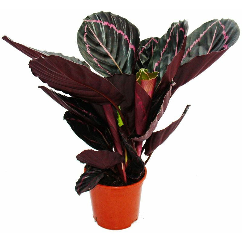 Plante d'ombre à motif de feuilles inhabituel - Calathea Dottie - pot de 14cm - hauteur env. 50cm
