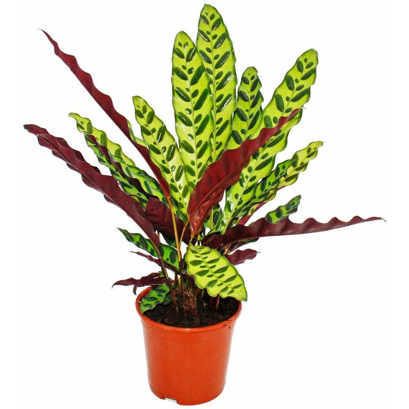 Plante d'ombre à motif de feuilles inhabituel - Calathea lancifolia - pot de 14cm - hauteur env. 50cm