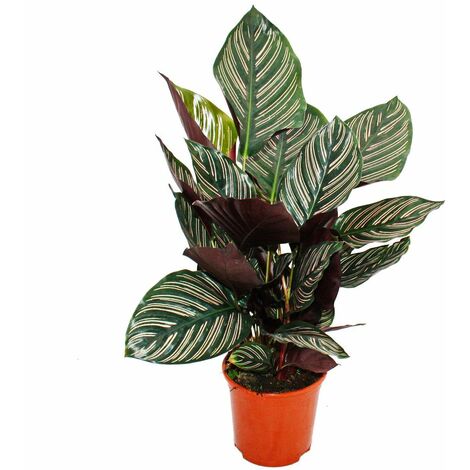 Plante d'ombre à motif de feuilles inhabituel - Calathea ornata - pot de 14cm - hauteur env. 50cm