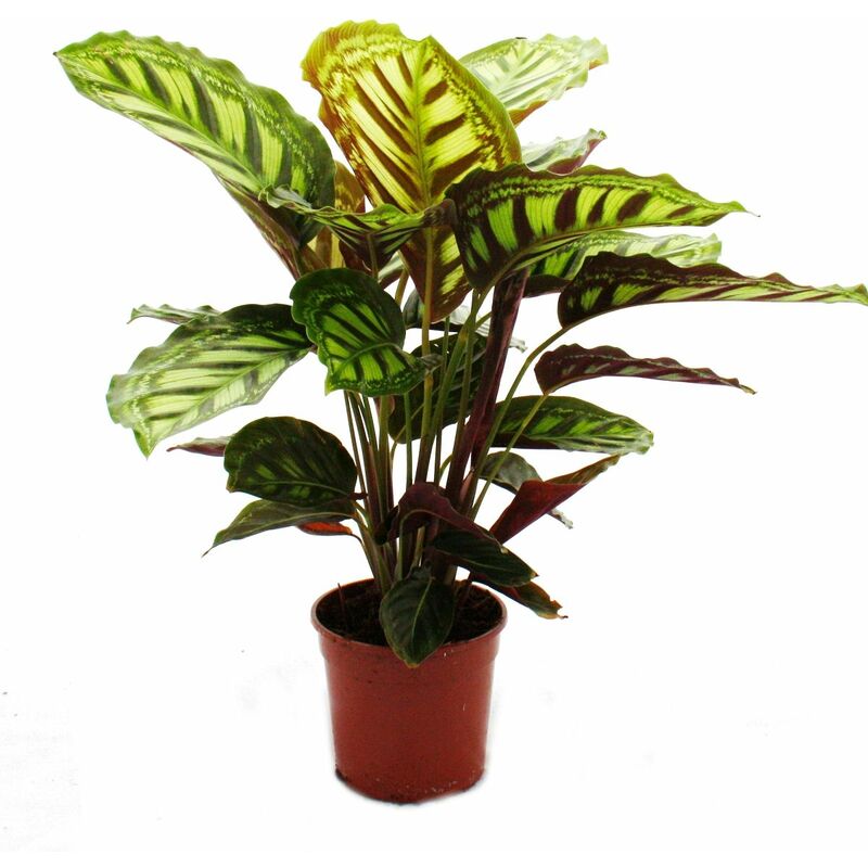 Plante d'ombre à motif de feuilles inhabituel - Calathea roseapicta - pot de 14cm - hauteur env. 50cm