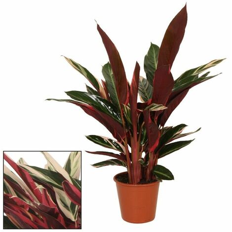 Exotenherz - dieffenbachia compacta - 1 plante - plante d